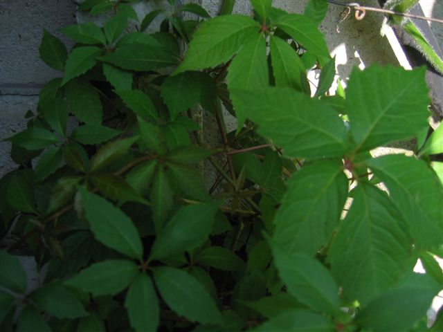 Parthenocissus quinquefolia / Vite canadese comune